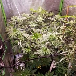 AC Infinity | Grow Tent Trellis Flex Netting | 2’ X 2'