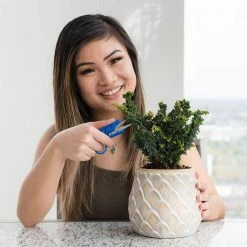 Happy Hydro Mini Clippers - 10 Pack Of Trimming Scissors For Small Plants & Bonsai Pruning