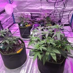 AC Infinity | Grow Tent Trellis Flex Netting | 2’ X 2'