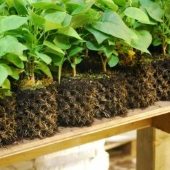 Air-Pot | Container #5 | 3.3 Gal/12.3L | Green Base Planting & Watering