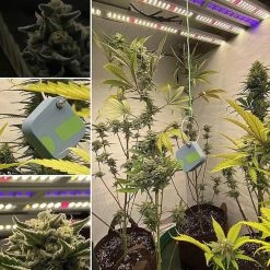 SensorPush | Humidity & Temperature Smart Sensor Your Grow Room