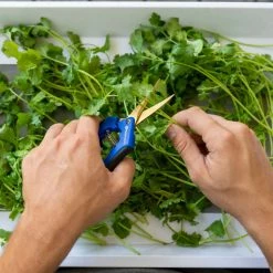 Happy Hydro Kief Collector Laptop Trimming Tray Harvest & Essentials